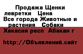 Продажа Щенки левретки › Цена ­ 40 000 - Все города Животные и растения » Собаки   . Хакасия респ.,Абакан г.